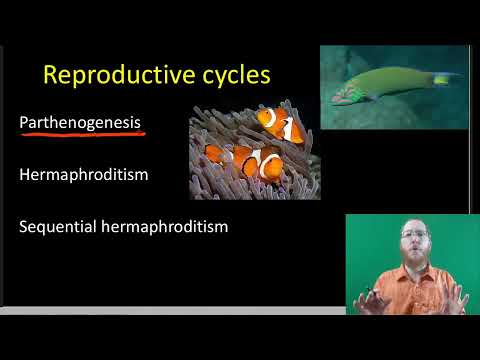 AP Bio: The Reproductive System - Part 1