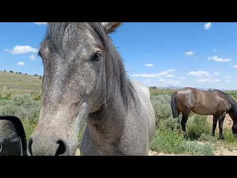 Curious Feral Horse
