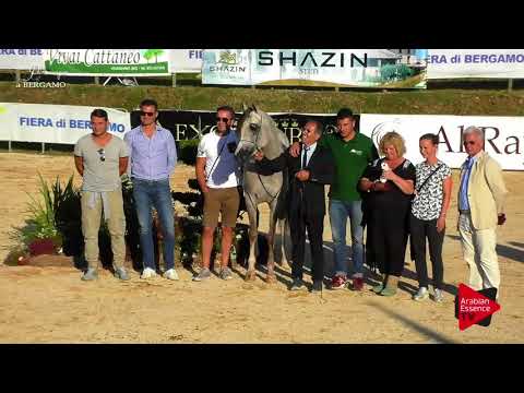 2nd place N.49 SHAMAN AL MAR - Bergamo 2017 - Junior Colts Championship (Class 21)