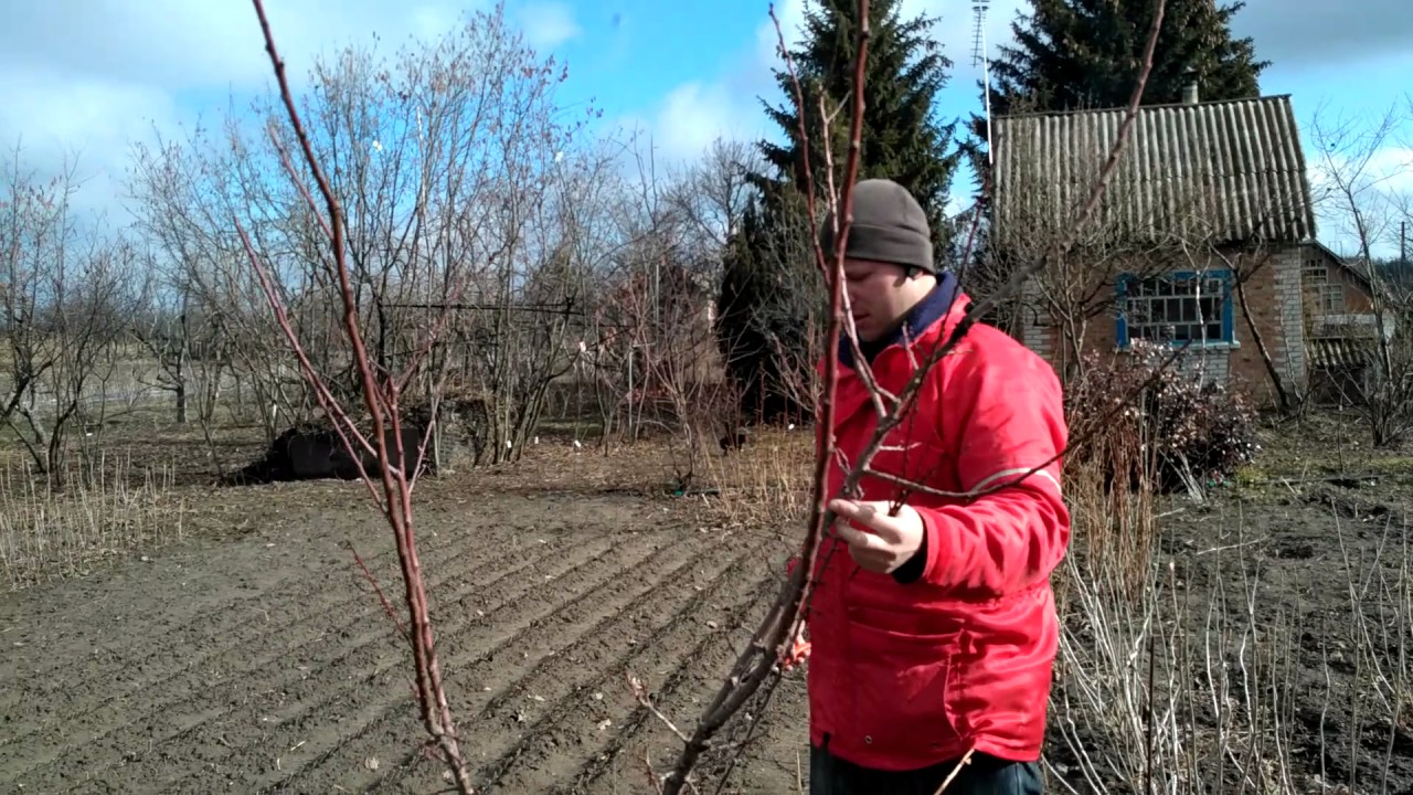 Абрикосы обрезка видео. Обрезка дерева абрикос. Обрезка абрикоса летом. Обрезать абрикос. Абрикосы обрезка видео.