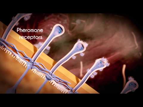 FELIWAY CLASSIC Starter Kit for Cats (Diffuser and 48 ml vial) Video