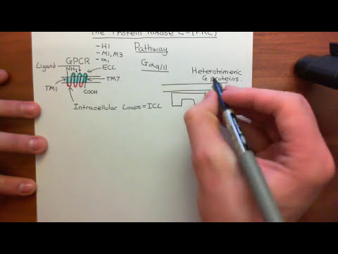 The PKC Pathway Part 1