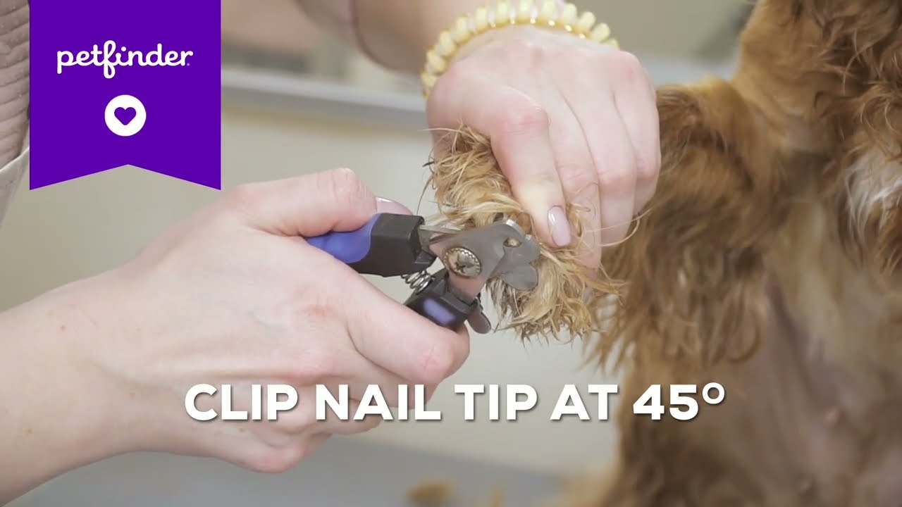 Tulip- prod test not adoptable, a ADOPTABLE Chicken in Bettles, MN video 2/2