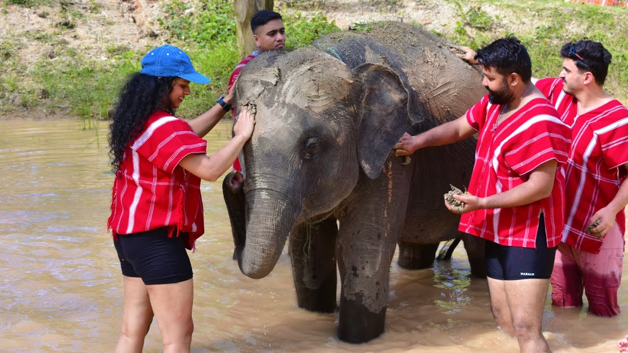 Kerchor​ Elephant​ Family​ Phuket/ bath with elephants/Elephant sanctuary 🐘/Thailand /Elephant park