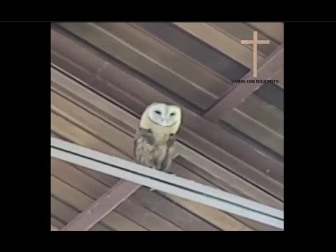 LECHUZA BAILA EN LA IGLESIA CON EL CORO