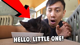 We Found An Orphaned Kitten 🐱 | Vlog #1793