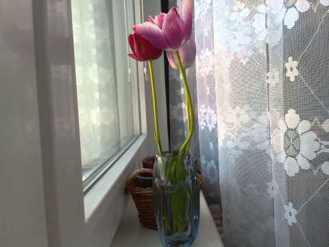Tulipány
