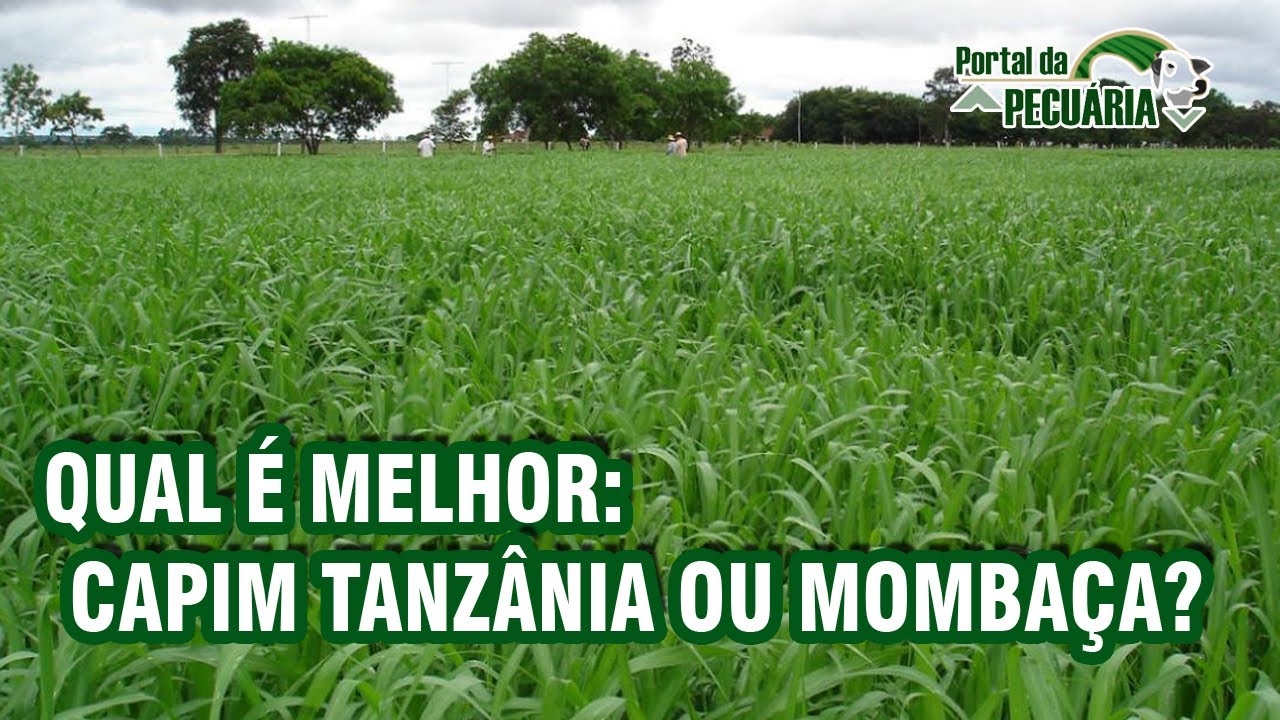 Qual é melhor capim Tanzânia ou Mombaça?