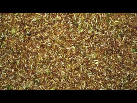 Timelapse Plant Growing Video