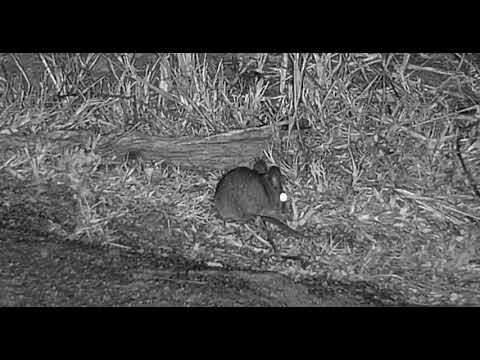 Djuma: Bushveld Gerbil eating - 05:09 - 08/26/20