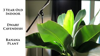 How to Tell if Your Banana Tree/Plant is Going to Flower