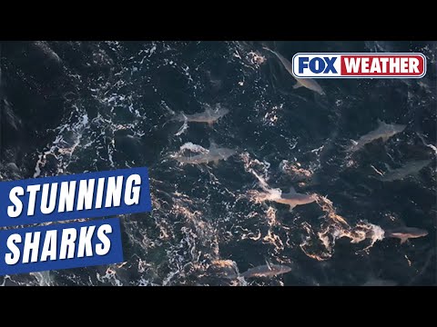 Long Island: Spinner Sharks drone video