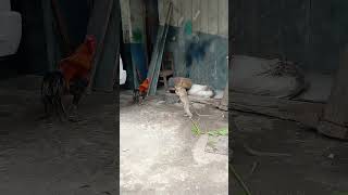 Download lagu monyet vs ayam mp3 Download lagu monyet vs ayam mp3