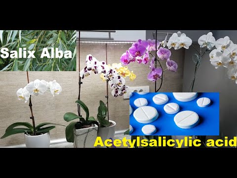 , title : 'Kako ubrzati rast korena i lista orhideja (Salix alba - Acetylsalicylic acid)'