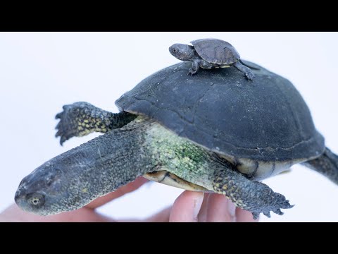 Korytnačka močiarna (Emys orbicularis) — záchranný program Turtle Island