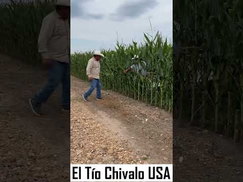 El Tio Chivalo USA 🤠👍🏽 cacharon al tio en los elotes