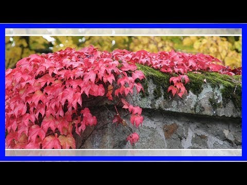 Wilder Wein: Pflanzen, beschneiden und pflegen