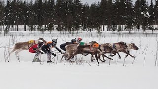 Rentier-Rennen locken Massen in Finnlands eisigen Norden an der russischen Grenze