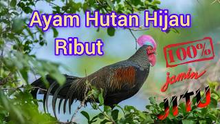Download lagu Ayam Hutan Hijau || Suara Pikat Ayam Hutan Hijau Ribut || Ayam Hijau Jantan mp3
