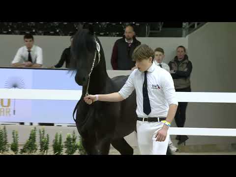 HK 2026 – Event 1 Part 2 – Second viewing of the selected young stallions – German