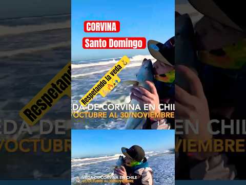 CORVINA SANTO DOMINGO, VALPARAISO 🎣🔥💪🏼🪝 #pesca #playa #lineadepesca #fishing