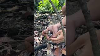 Download lagu Just for fun sparrow sticky rice #short #sparrow mp3