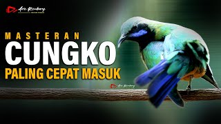 Download lagu MASTERAN CUCAK CUNGKO PALING GAMPANG MASUK KE BURUNG KICAU mp3