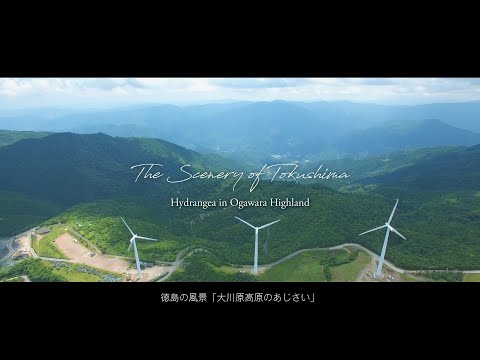 大川原高原のあじさい