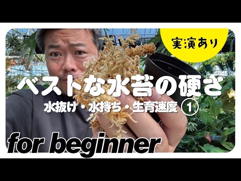 ミズゴケの育て方と目的は？なぜ持続可能な代替品を選ぶのでしょうか?  庭園