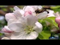 Антонио Вивальди - "Весна" из цикла "Времена года" (DJ A-One ...