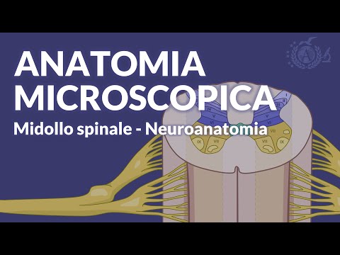 MIDOLLO SPINALE - Configurazione interna e anatomia microscopica - Neuroanatomia