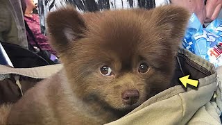 A tulajdonosok szerint csúnya volt, és egyszerűen kidobták! Nézd mi történt ezután!