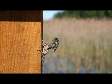 Ignalinos rajone įamžinta laumžirgio metamorfozė: pamatykite tai iš arti