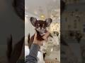 Chihuahua’s Puppy Voice VS Now 🥹💔