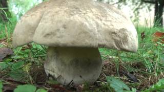 preview picture of video 'Boletus radicans - hríb horký, 06.08.2014, Lučenec (SK)'