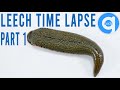 Leech Time Lapse Rotting Time Lapse