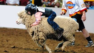 Baa-rilliant Fun:  Brave Kids Demonstrate Mutton Busting At The County Fair in Kennewick, Washington