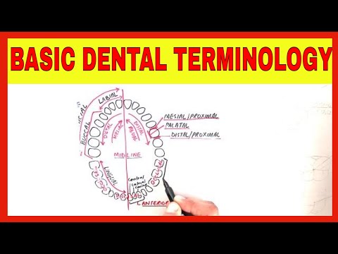 BASIC DENTAL TERMINOLOGY