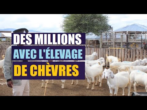 , title : 'Comment Se Faire des Millions avec l'élevage des chèvres  en Afrique | Digital Boost Academy'