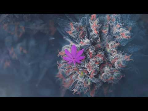 Žuti - Tebe želim 2018