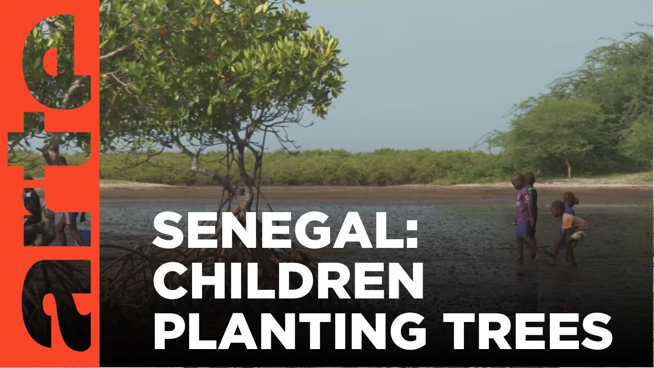 Reforesting Senegal