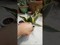 स्नेक प्लांट Propagation Sneak Plant Lover S Nature Plants Ytshorts Shortsfeed