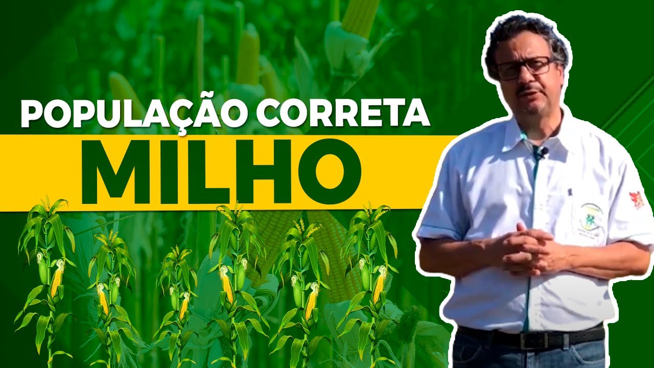 Saiba Definir a População Correta de Milho -  Prof João Carlos Galvão