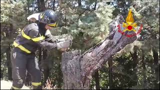 ariano-irpino-barbagianni-salvato-e-liberato-dai-vigili-del-fuoco