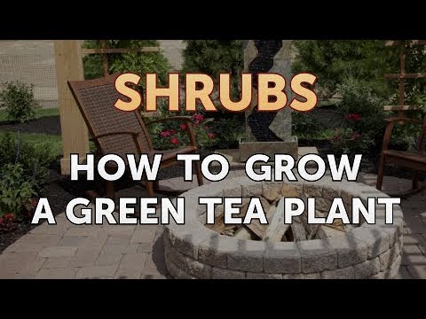 How to Prune a Bottlebrush Shrub