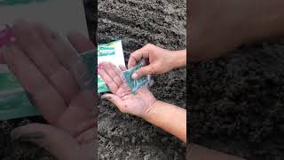 Download lagu How to plant red onion seeds. #redonions  #farmerlife  #proudfarmer #agriculture mp3