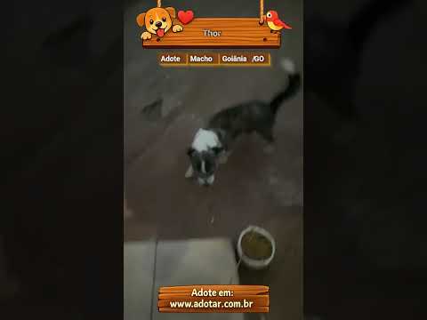 Vídeo de Thor
