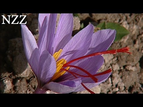 Safran: Das rote Gold - Dokumentation von NZZ Format (2005)