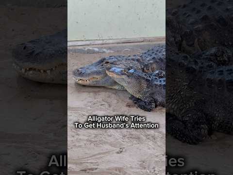 Alligator Wife Tries To Get Husband’s Attention #shorts #alligator