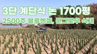 1700평 계단식 논에 블루엔젤, 문그로우 2500주 식재